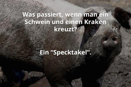 Imago-Schwein.jpg