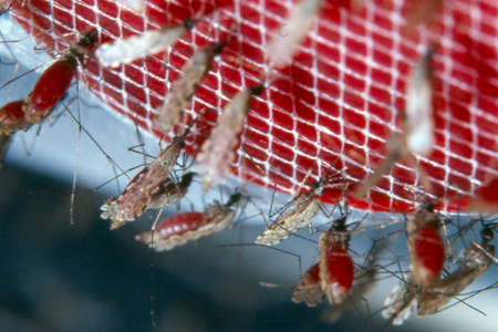 Malaria Malaria