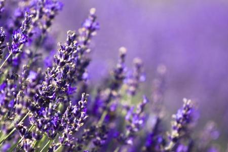 Die ätherischen Öle des Lavendels haben eine beruhigende Wirkung