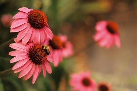 „Echinacea schützt vor Erkältung“