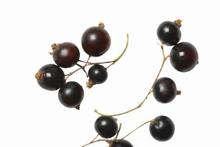 Schwarze Johannisbeere