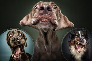 Lustige Bilder: Hunde die nach Leckerlis schnappen 