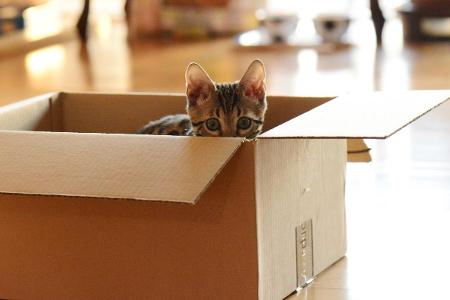 aus Karton rauslugende Katze Getty.jpg