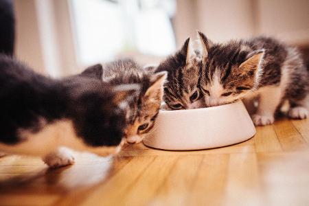 Babykatzen essen Getty.jpg