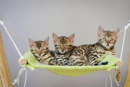 Bengal Katzen drei getty.jpg