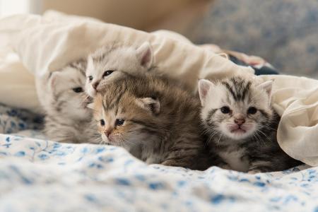 Kätzchen auf Bett getty.jpg