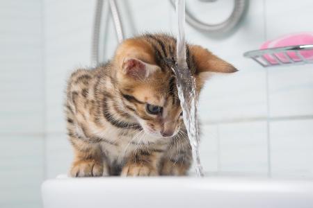 Kätzchen macht Bekanntschaft mit Wasser getty.jpg