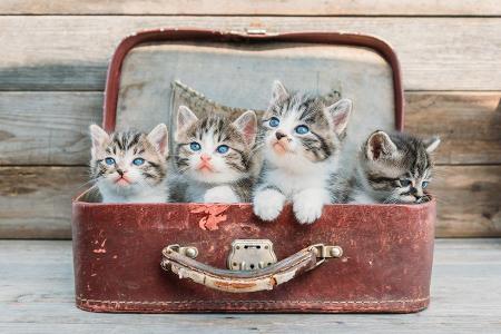 Katzen im Koffer Getty.jpg