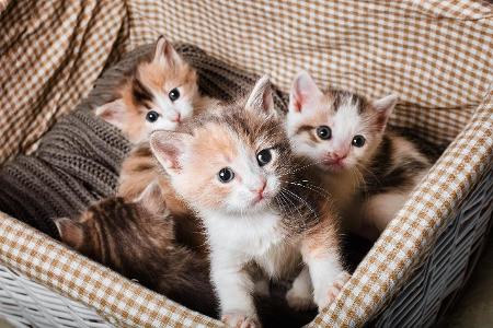 Katzenbabys im Korb Getty.jpg