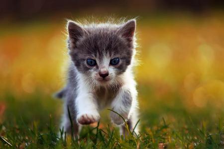 Kitten frontal laufend getty.jpg