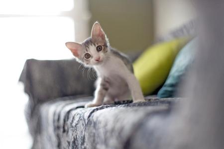 neugierige Katze auf Sofa Getty.jpg