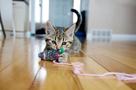 Spielende kleine Katze.jpg