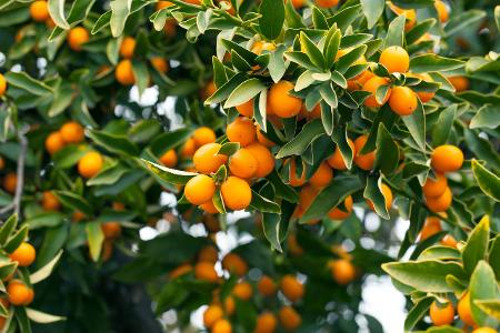 Kunquat am Baum