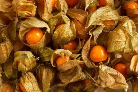 Physalis Blasenkirschen