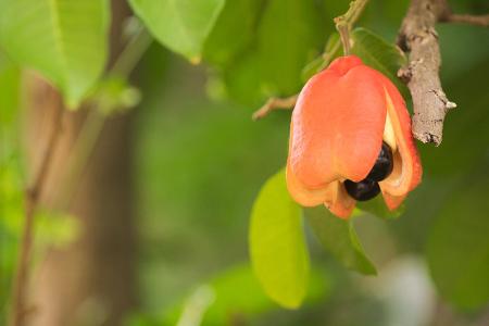 Ackee Frucht am Baum Ackipflaume