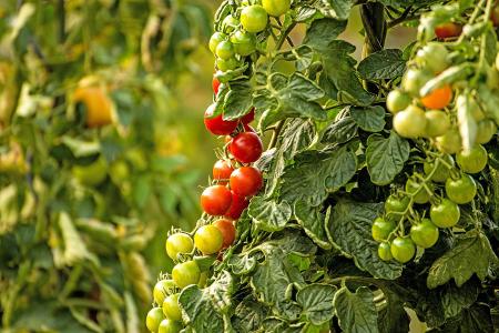 Tomaten_CHROMORANGE.jpg
