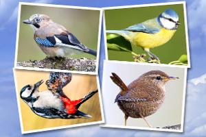 Kennen Sie diese heimischen Vögel?