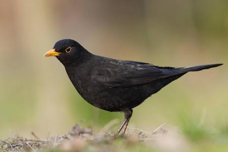 2_Amsel 1 blickwinkel.jpg (1)