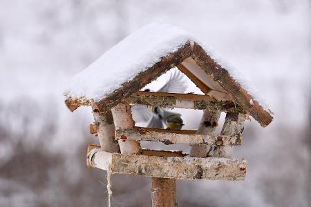 Vogelhaus_Revierfoto.jpg