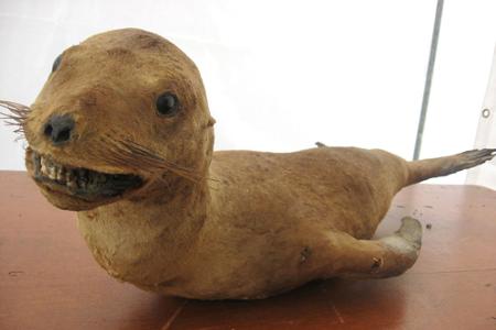 tierpräparate