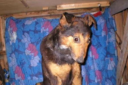 tierpräparate
