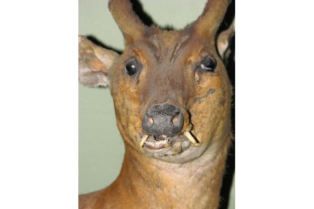 Tierpräparate