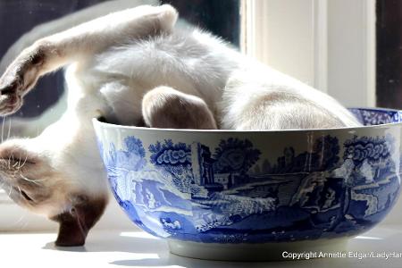 Annette-Edgar_Tippi-in-a-bowl_00000242.jpg