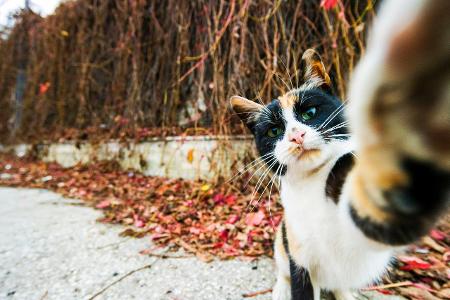 Gabriel-Constantin-MARIAN_Cat-Selfie_00000146.jpg