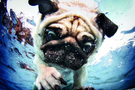 hunde unter wasser mops