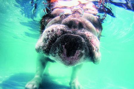 hunde unter wasser bulldogge