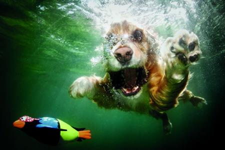 hunde unter wasser border collie