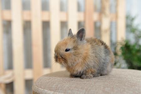 rotes Baby-Kaninchen.jpg