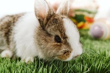 Süßer kleiner hase.jpg