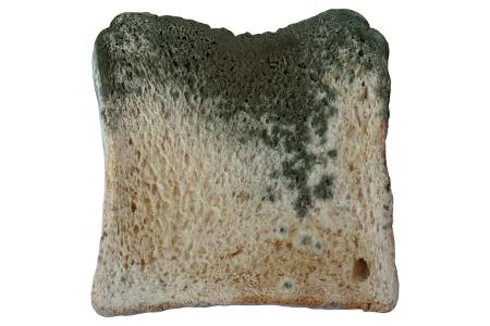 Schimmel Toastbrot.jpg