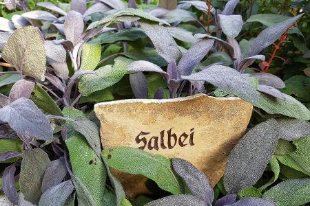 Salbei