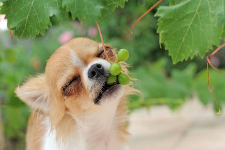 dog grapes.jpg