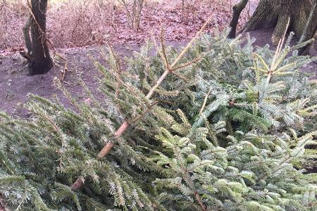 3_Schnitt Tannenbaum Waldmüller.jpg