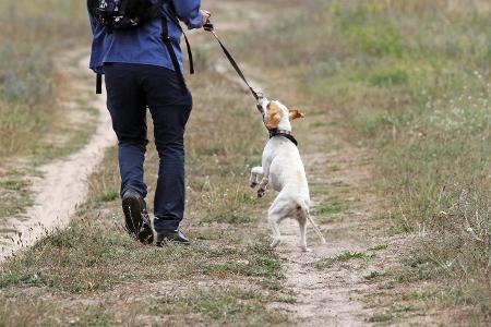2_Hunde Frank Sorge.jpg