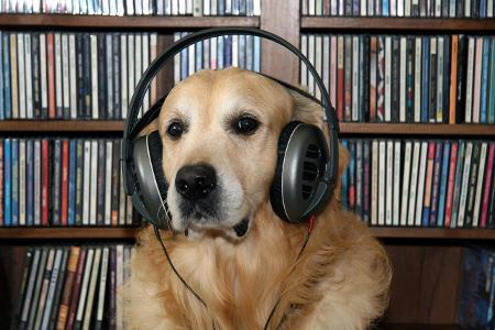 4_Hunde Panthermedia.jpg