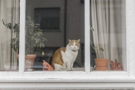 5_Katze Westend61.jpg