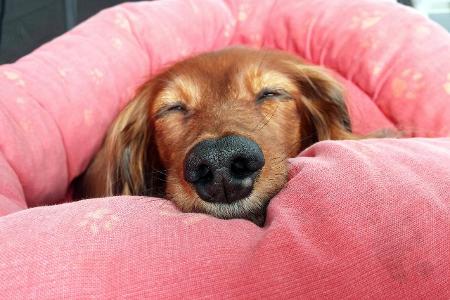 6_Hund blickwinkel.jpg