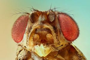 Fruchtfliegen: Die besten Hausmittel gegen die Insekten