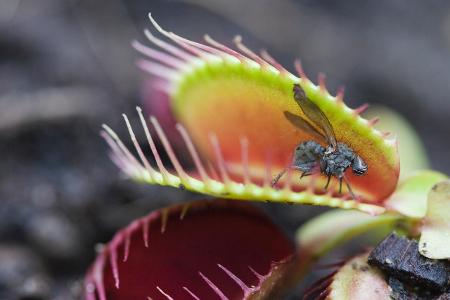 So werden Sie Fruchtfliegen los Fleischfressende Pflanzen