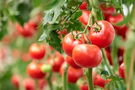 So werden Sie Fruchtfliegen los Tomatenblätter