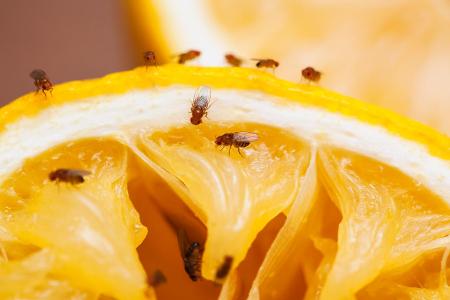 So werden Sie Fruchtfliegen los Orange Fruchtfliegen Obst