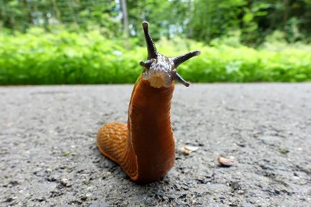 Nacktschnecke rot guckt ins Bild getty.jpg