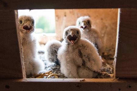 So reinigen Sie Nistkästen richtig Auszug der Vögel Spätsommer