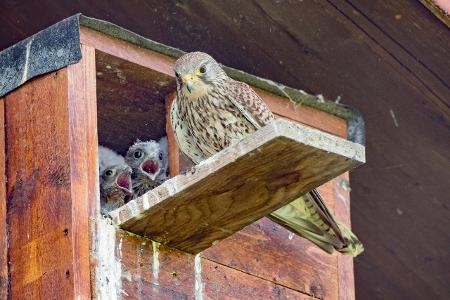 So reinigen Sie Nistkästen richtig Spätsommer Nachmieter Turmfalke