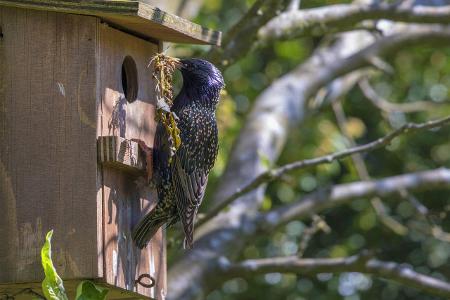 So reinigen Sie Nistkästen richtig Niskastenbau Nest