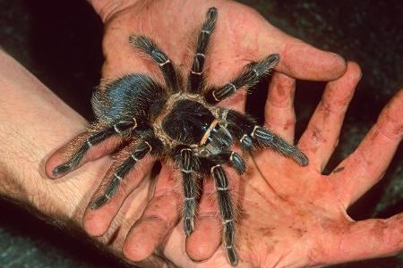 Vogelspinne, Lasidora Lasidora spec., auf Haenden tarantula ...